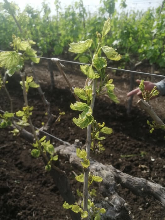 سبب هذا في العنب البناتي مع العلم هي شجرة واحدة فقط
وياريت العلاج